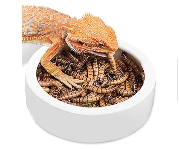 Reptile bowl