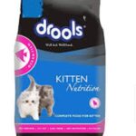 Drools ocean fish kitten