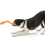 West paws ZOGOFLEX BUMI TUG TOY