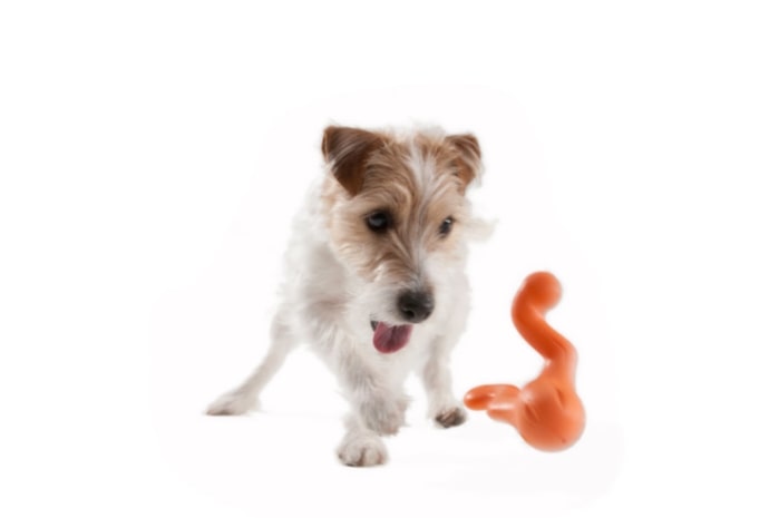 West paws ZOGOFLEX TIZZI
