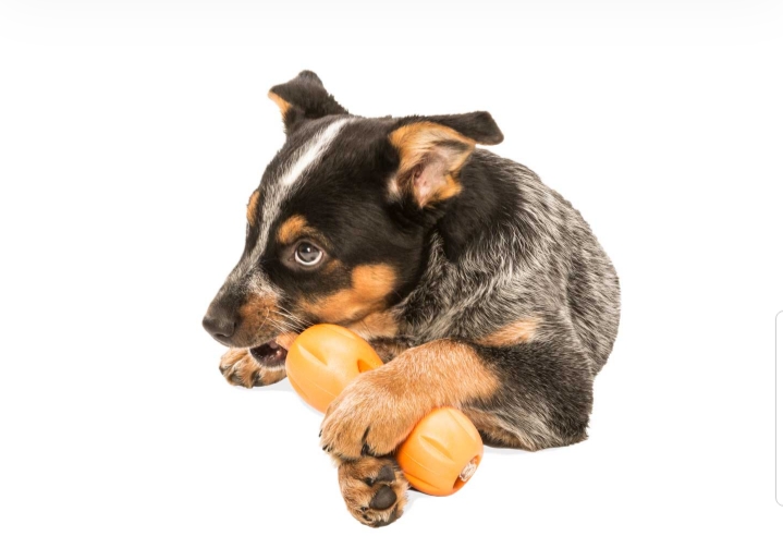 ZOGOFLEX QWIZL TREAT TOY