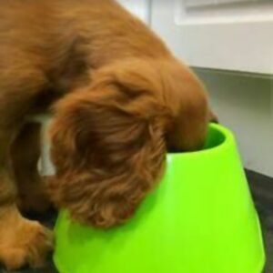 Picnic Cocker Spaniel dog bowl (700ml)