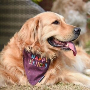 Mutt Of Course Happy Birthday Bandana - Purple 