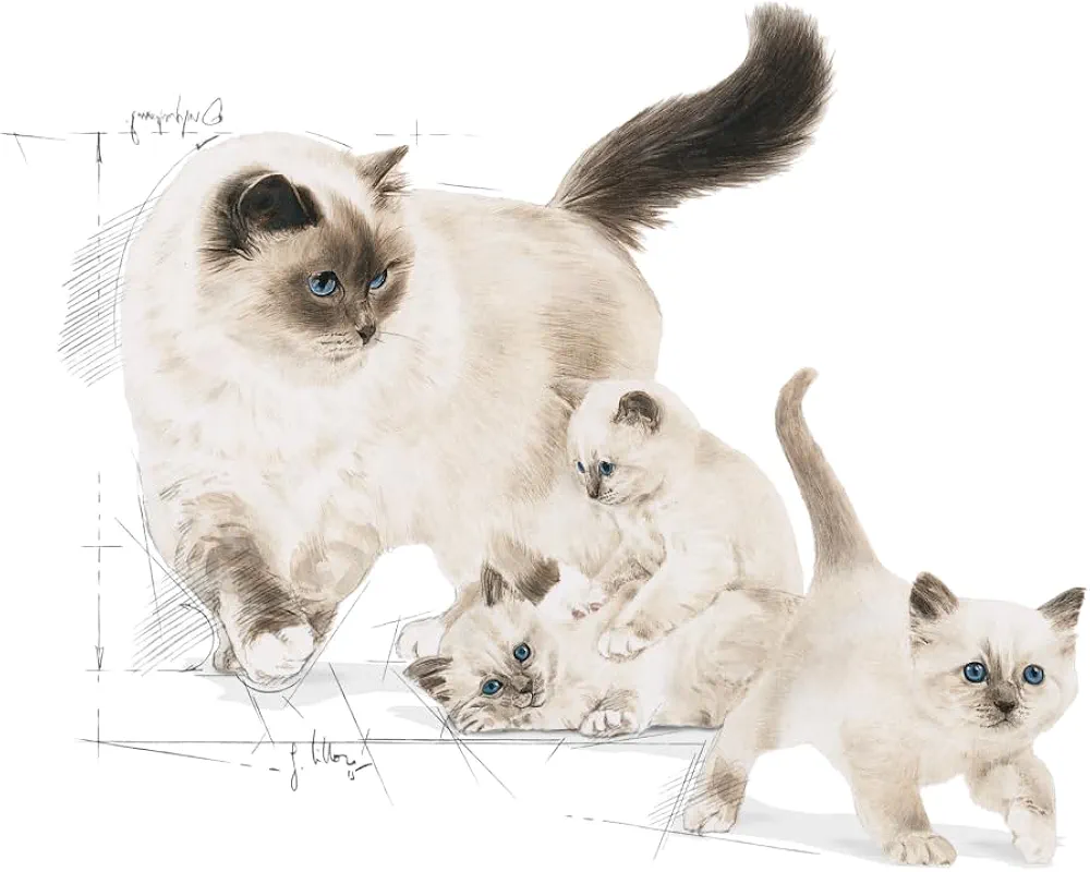 Royal Canin Mother and Baby cat dry food