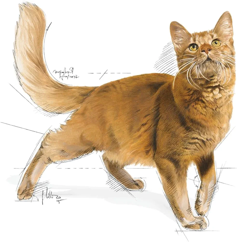 Royal Canin Regular Fit cat dry food