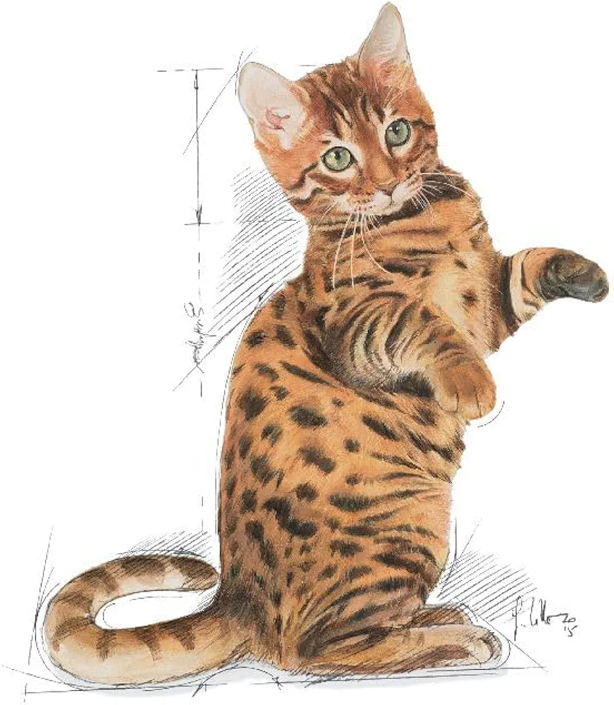 Royal Canin Kitten Sterilised dry food