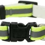 Trixie reflecting junior kitten collar