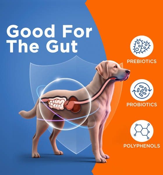 Godrej Ninja Dog Food 20kg chicken and multigrain adult dry dog food bag