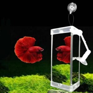 Fighter fish mirror
