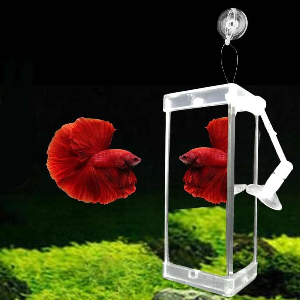 Fighter fish mirror
