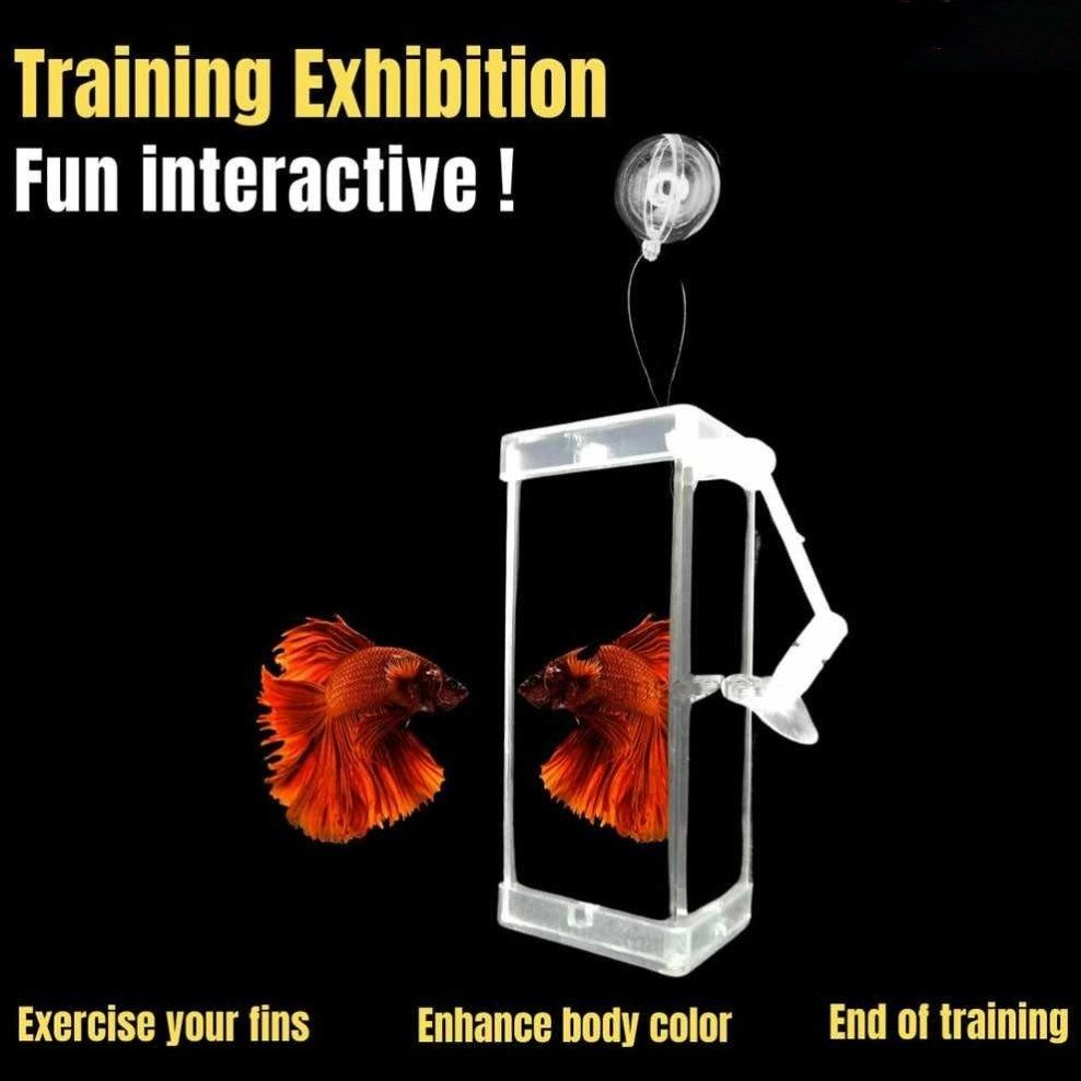Betta Fish Training Mirror – 3-Sided Rumble Mirror DYJ-10