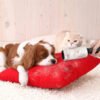 Pet lint Roller